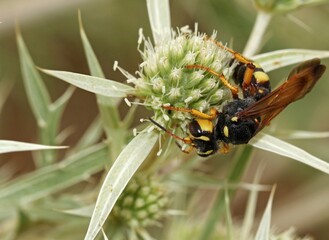European beewolf, also known as Philanthus triangulum. This large, solitary wasp is characterized by its bold yellow and black markings, and in females, brownish markings on the head behind the eyes. 