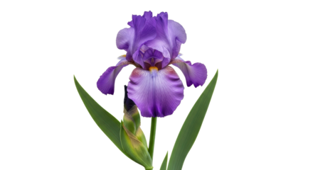 Isolated purple iris flower with tall green leaves reaching up, vibrant, serene, botanical
