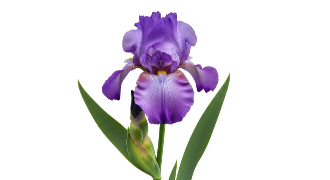 Isolated purple iris flower with tall green leaves reaching up, vibrant, serene, botanical