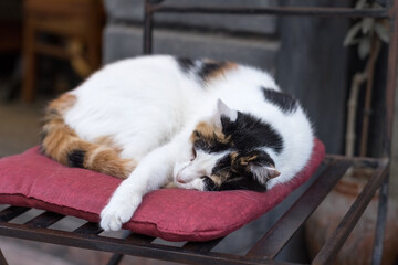 Cute three colored cat sleeping on the pillow in Istanbul Turkey