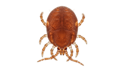 Isolated clover mite, plant pest affecting lawns and gardens, an arachnid nuisance, macro photography