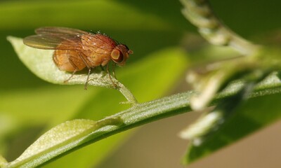  Orange Muscid Fly, scientifically known as Phaonia pallida. 