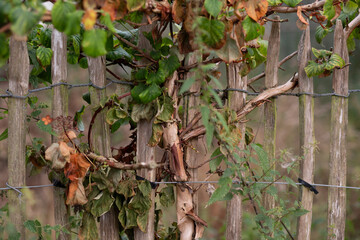 Close-up of an old wooden fence with climbing vine and green leaves in natural daylight.