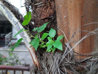 Ficus religiosa plant grows from the fibrous trunk of a palm tree. Its new growth emerges from the textured, brown bark, giving the impression of life in an unexpected place.
