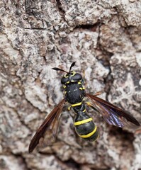  Leucospis wasp, likely Leucospis dorsigera, a species belonging to the family Leucospidae. 