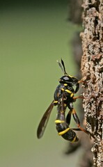  Leucospis wasp, likely Leucospis dorsigera, a species belonging to the family Leucospidae. 