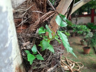 Ficus religiosa plant grows from the fibrous trunk of a palm tree. Its new growth emerges from the textured, brown bark, giving the impression of life in an unexpected place.
