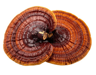 Two Reishi mushrooms, top view, showing concentric rings of deep orange-brown and light orange-yellow, layered on a black background