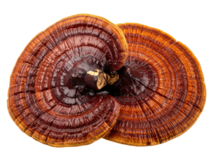 Two Reishi mushrooms, top view, showing concentric rings of deep orange-brown and light orange-yellow, layered on a black background