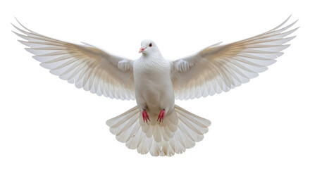 Isolated flying dove, bird of peace soaring with wings spread against the sky, avian freedom