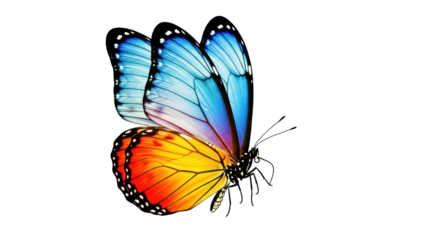 Isolated butterfly with vibrant colors and intricate wing patterns for nature illustration