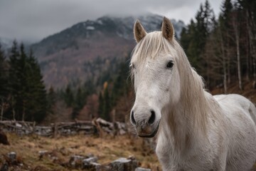 Obraz premium WINTER SEASON