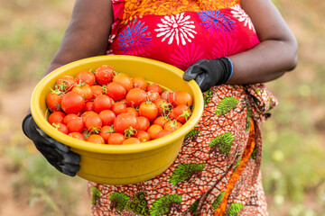 African Agriculture Entrepreneur, Close up of a yellow bowl of freshly picked tomatoes in the field.