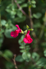 Hot Lips Sage.
Red or pink flowers stand out, and the leaves are dark green. It usually blooms from summer to autumn.