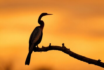 Silhouette of a cormorant against the golden sunset sky.