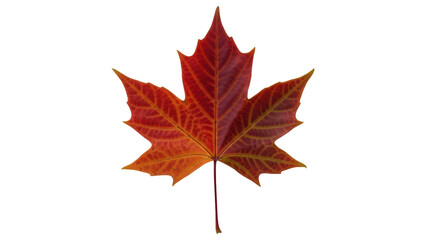 Isolated bright red maple leaf, autumn foliage, beautiful natural color, close up view