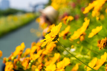 tickseed flowers at the footpath