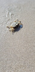 Crab on the water