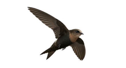 Isolated Chimney Swift bird flying with wings spread in sky, soaring migration concept