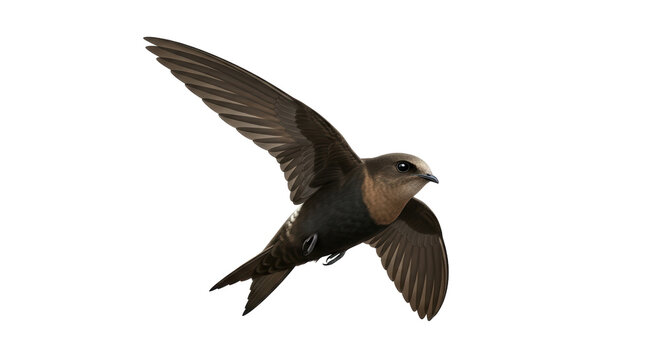 Isolated Chimney Swift bird flying with wings spread in sky, soaring migration concept