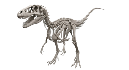 Isolated dinosaur skeleton, dinosaur bones, fossil science, biology animal, jurassic era