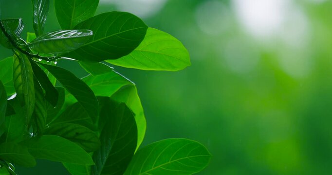 Slow motion of green leaves in the morning sun