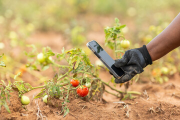 African woman farmer uses her smartphone to shoot her tomato harvest for an online store, connects with customers through social media and live streaming.
