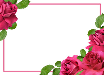 Pink rose flowers with everted petals and green leaves in a corner arrangements with frame isolated on white or transparent background