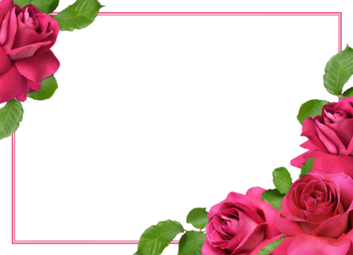 Pink rose flowers with everted petals and green leaves in a corner arrangements with frame isolated on white or transparent background