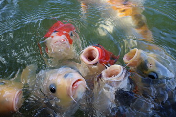 Colorful Koi Fish Gathering at Pond Surface