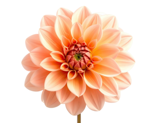 Close-up of a delicate, peach-colored dahlia flower with intricate petals and a central disc