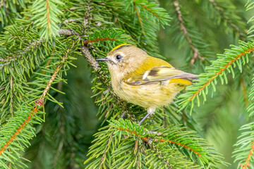 Close-up of a Goldcrest, Regulus regulus, on a spruce branch with a clearly visible golden-yellow stripe on the head plumage