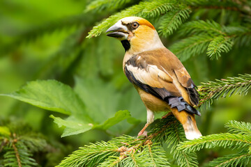 Close up of a male Hawfinch, Coccothraustes coccothraustes, standing on a green spruce branch against green background