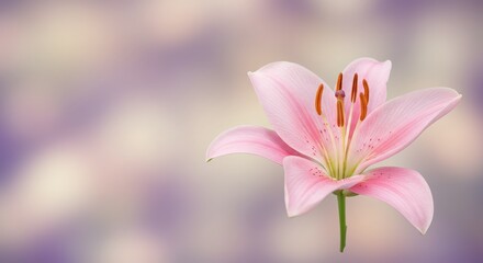 Pink lily flower on soft background