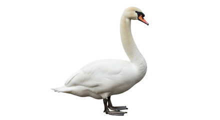 Isolated Mute Swan standing gracefully with long neck, side view, on a clean backdrop
