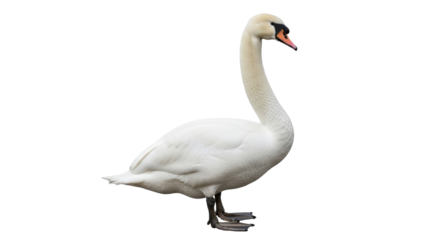 Isolated Mute Swan standing gracefully with long neck, side view, on a clean backdrop