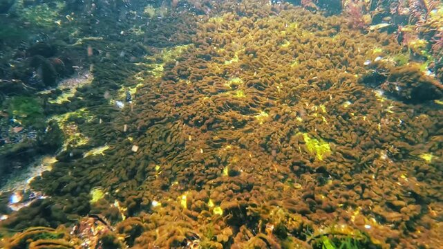 Underwater landscape, clusters of colonial blue-green and diatom algae on a rock in the Black Sea