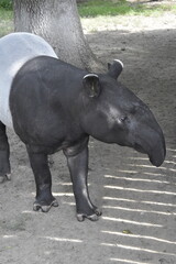 Fototapeta premium rhino in the zoo