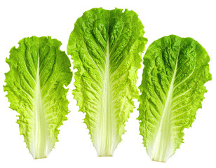 Three vibrant green romaine lettuce leaves arranged closely together against a black background