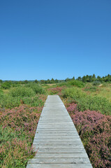 wooden Footpath in Hohes Venn Moor,the Eifel,Nature Reserve in Germany and Belgium