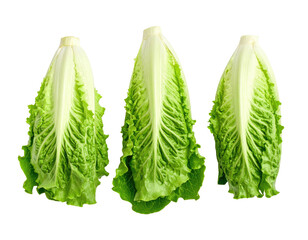 Three fresh, crisp butterhead lettuces, displayed vertically against a black background