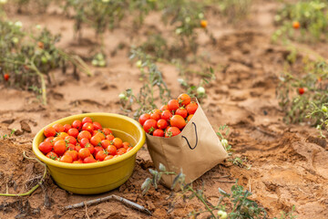 Freshly harvested organic tomatoes in paper bag, sustainable farming and eco-friendly packaging.