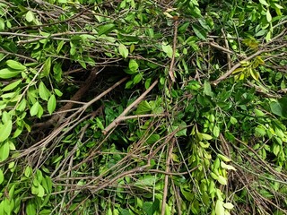 Pile of Cut Tree Branches and Green Leaves