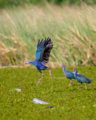 Beautiful Bird and Beautiful Life