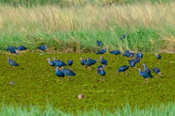 Beautiful Bird and Beautiful Life