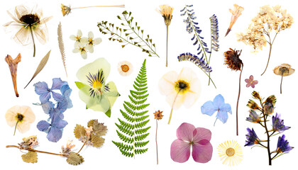 Naklejka premium Dried flowers and leaves on white background, set
