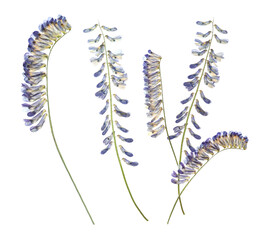 Dried and pressed vicia flowers isolated on white, set
