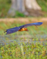 Beautiful Bird and Beautiful Life
