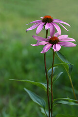 Obraz premium Blossom purple coneflowers on green background. Echinacea flower with bright petals . Medicine concept.
