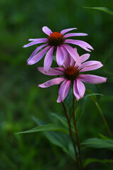 Blossom purple coneflowers on green background. Echinacea flower with bright petals . Medicine concept.